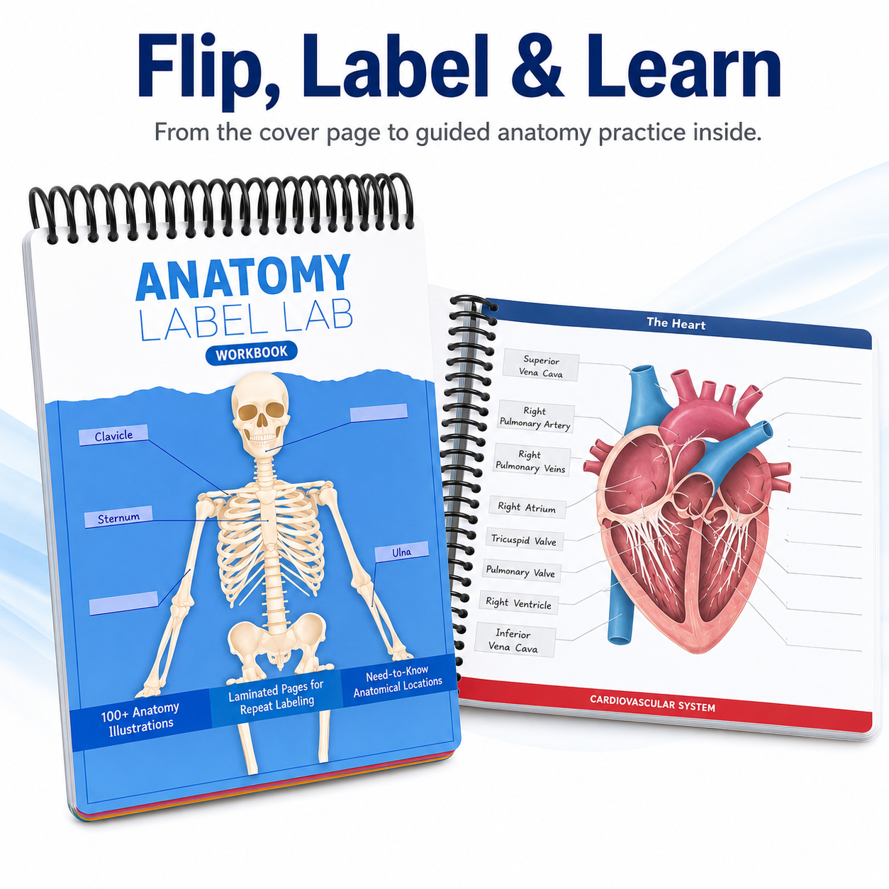 📚✨ 50% OFF Reusable Anatomy Study Workbook 🧠 100+ Illustrations for Active Recall