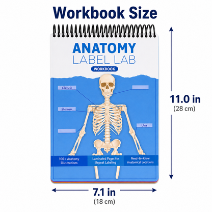 📚✨ 50% OFF Reusable Anatomy Study Workbook 🧠 100+ Illustrations for Active Recall