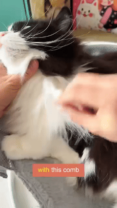 🔥2-in-1 Pet Grooming Comb for Easy Hair Removal & Detangling 🐾