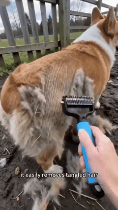🐾 Pet Undercoat Grooming Rake for Less Loose Fur at Home